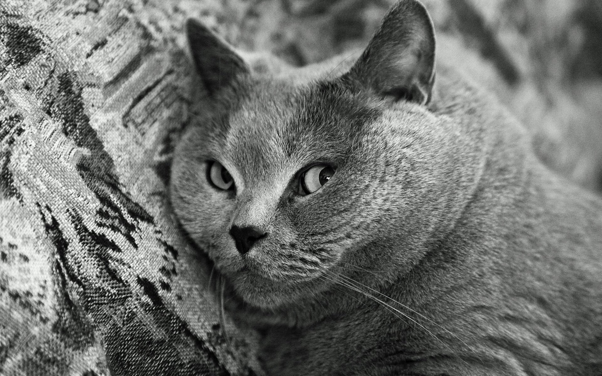 gato hocico raza pelo corto británico