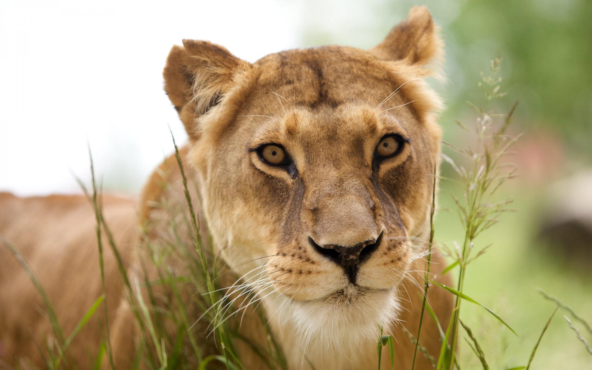 animales depredador leona león animales