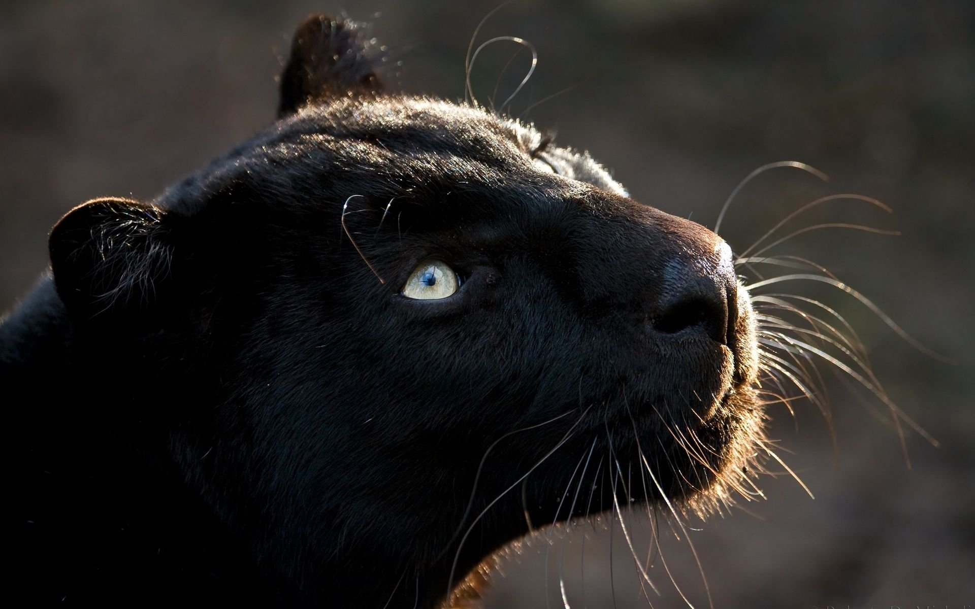 pantera gatto predatore grugnito