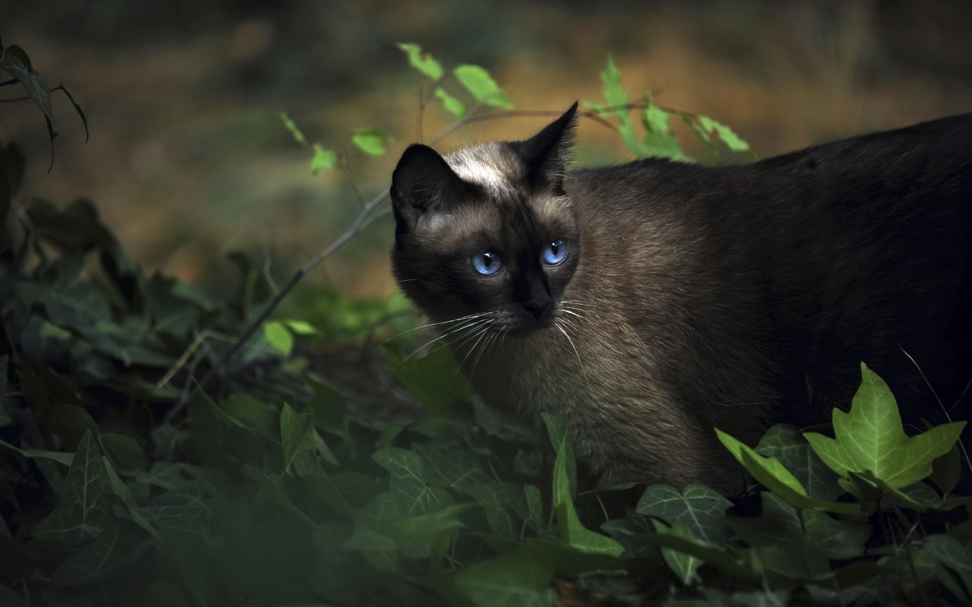 animali gatto siamese