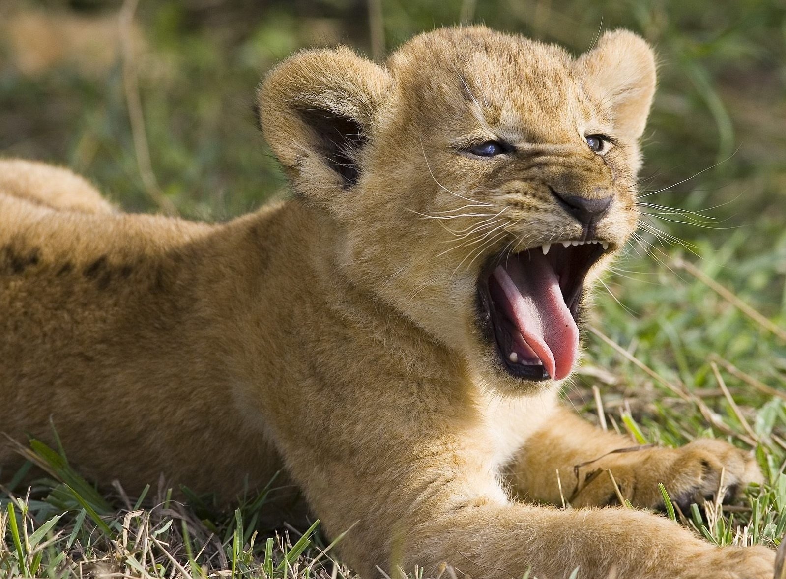 cucciolo di leone bambino predatore gatti