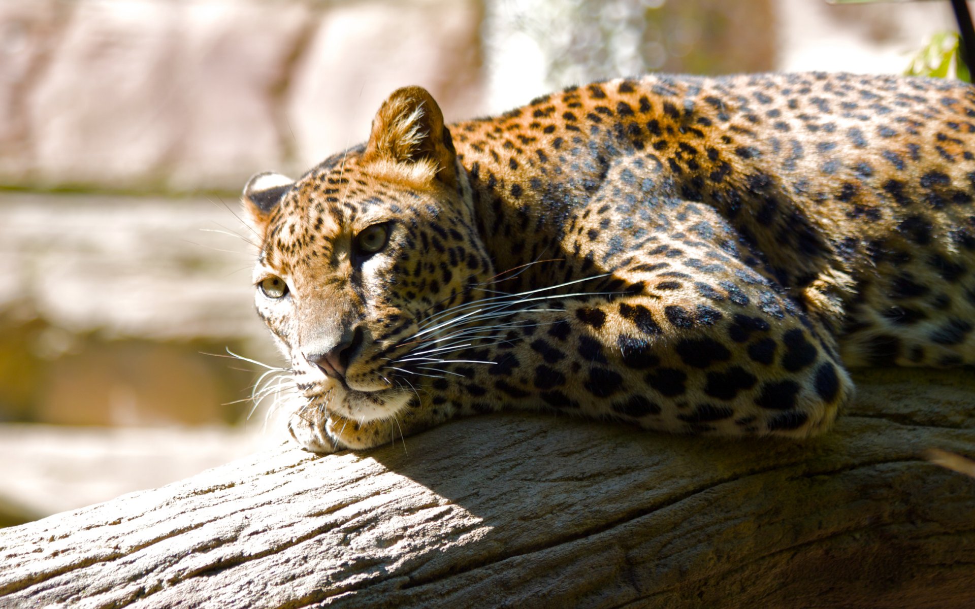 leopard zoo freizeit