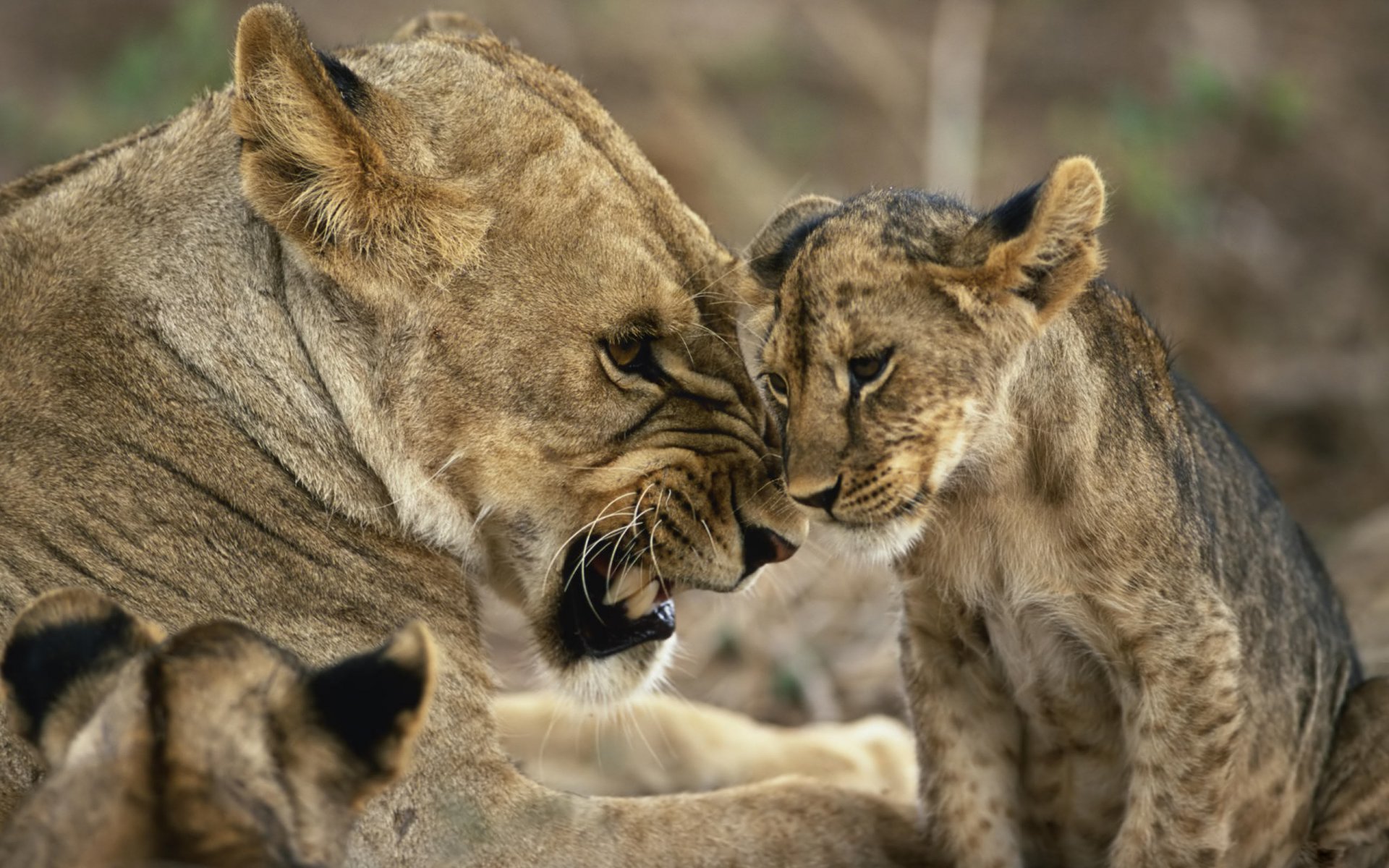 lionne animaux