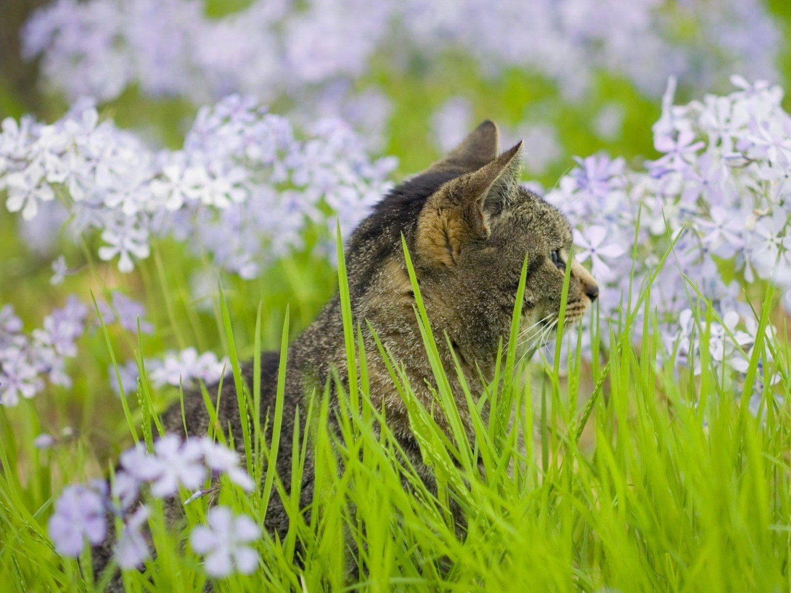 hierba verde gato