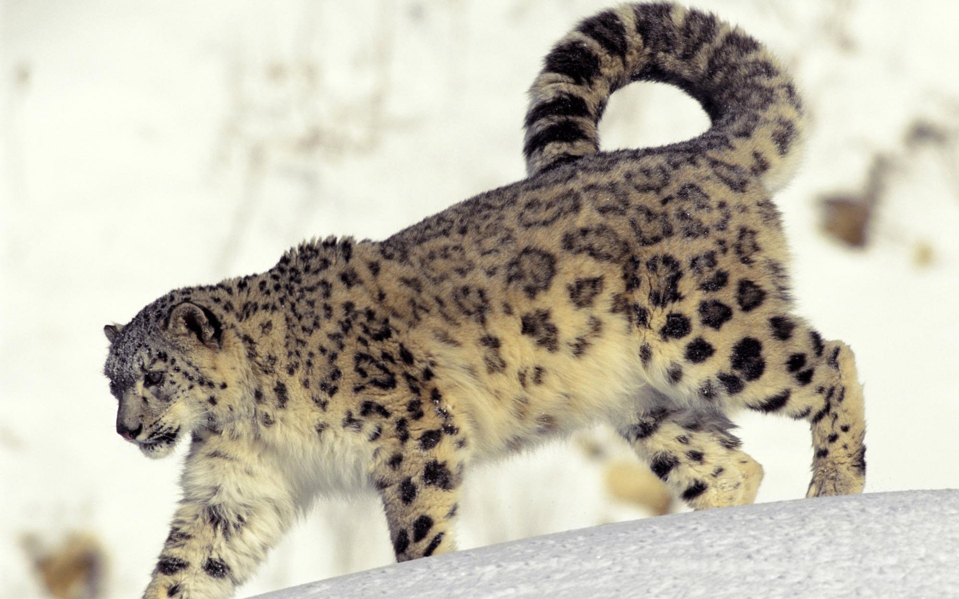 leopardo delle nevi neve freddo