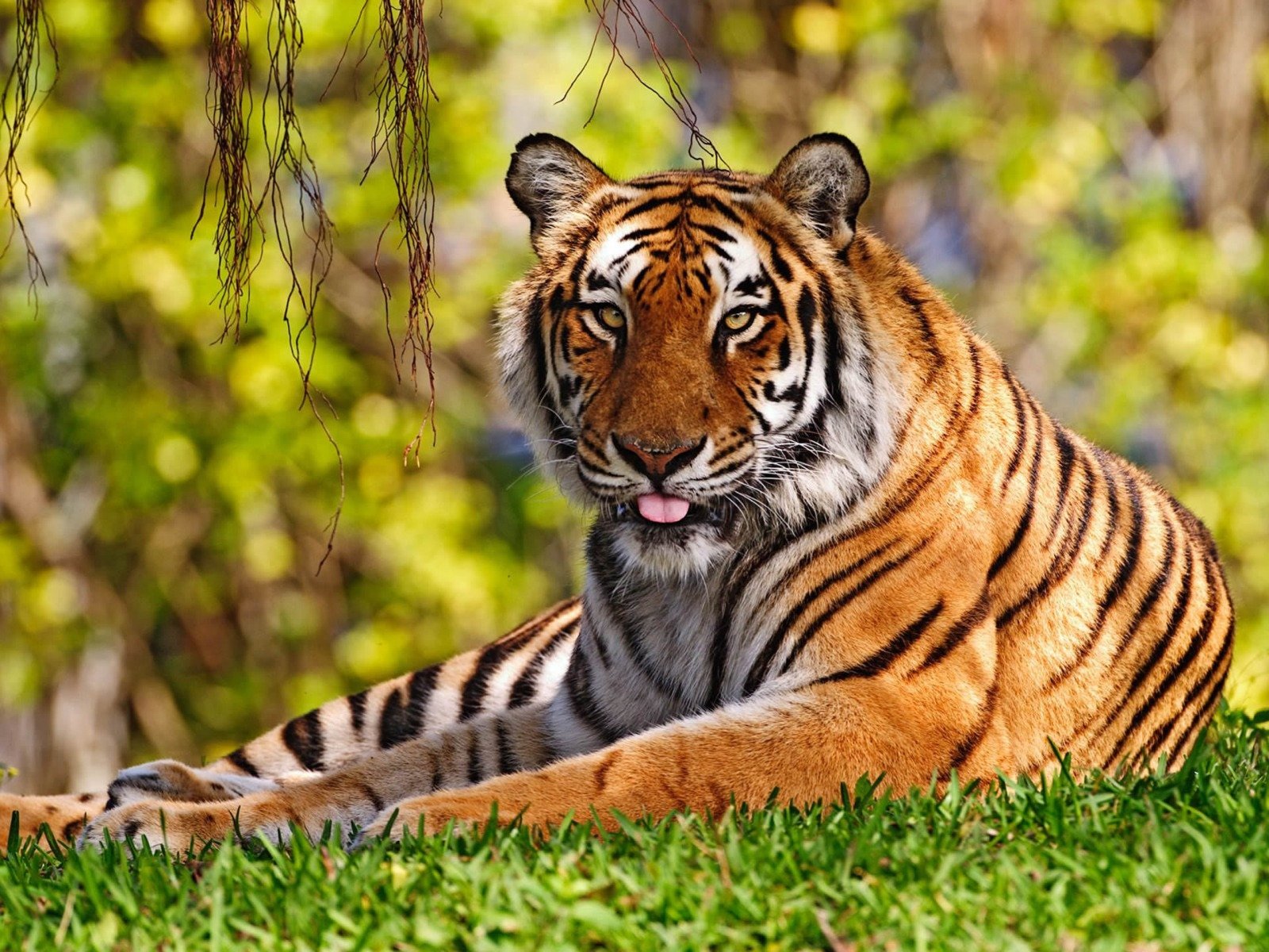 tigre hierba lengua