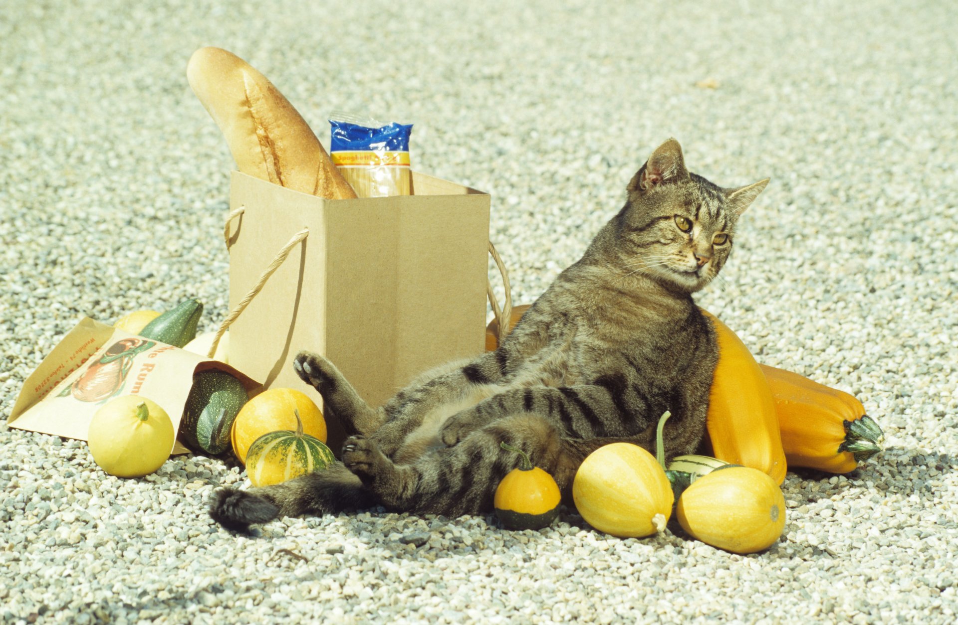 gato compras caída