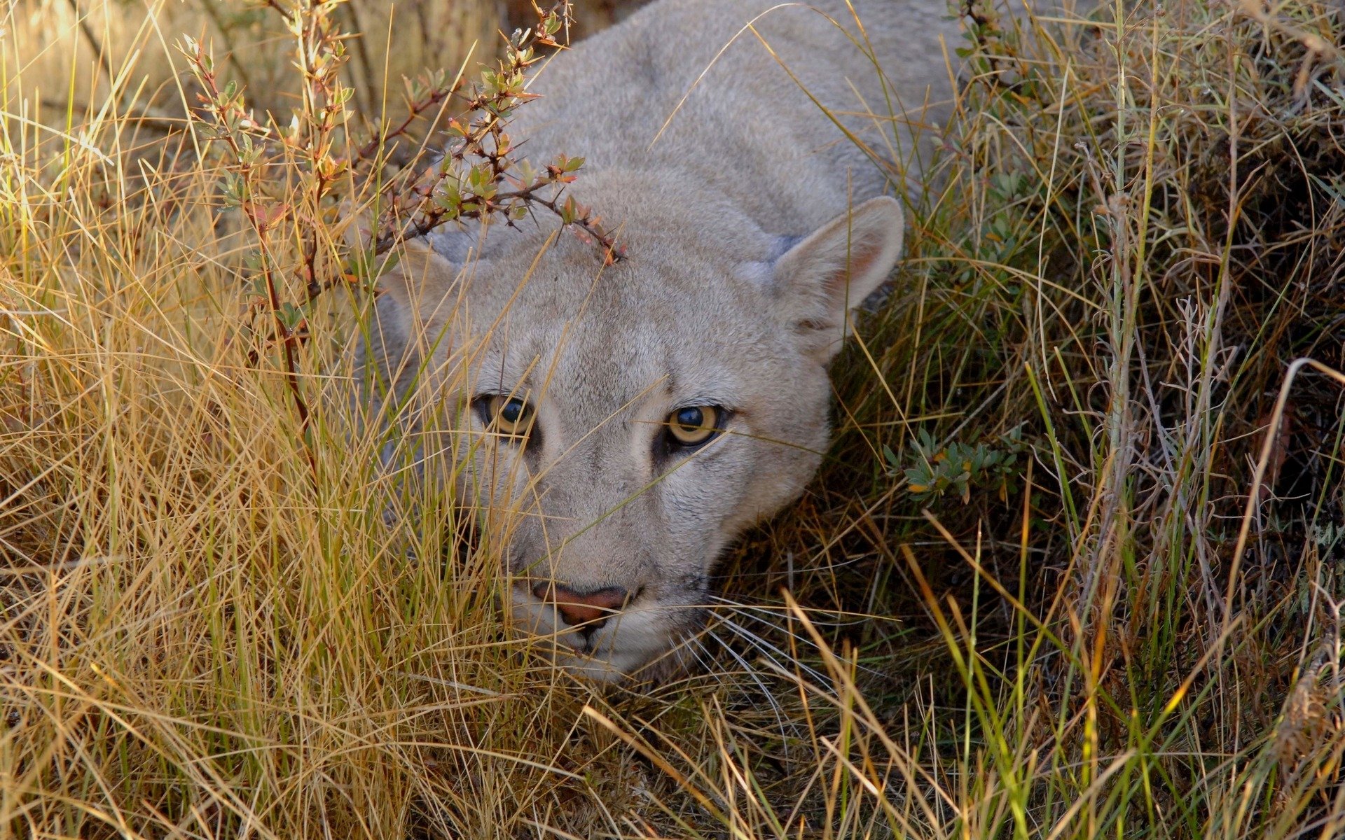 grass face view