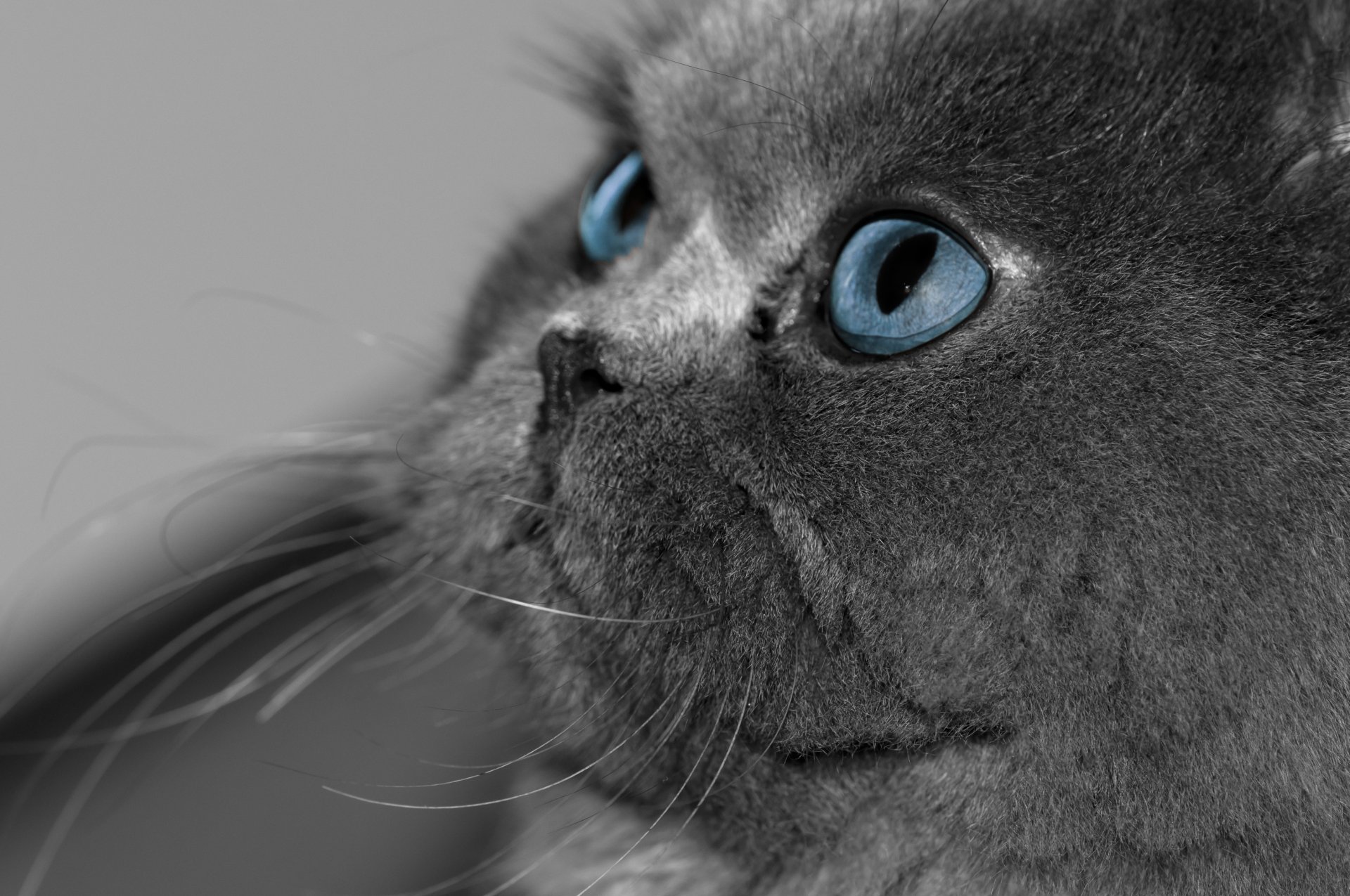 gato gato gris ojos azul mirada