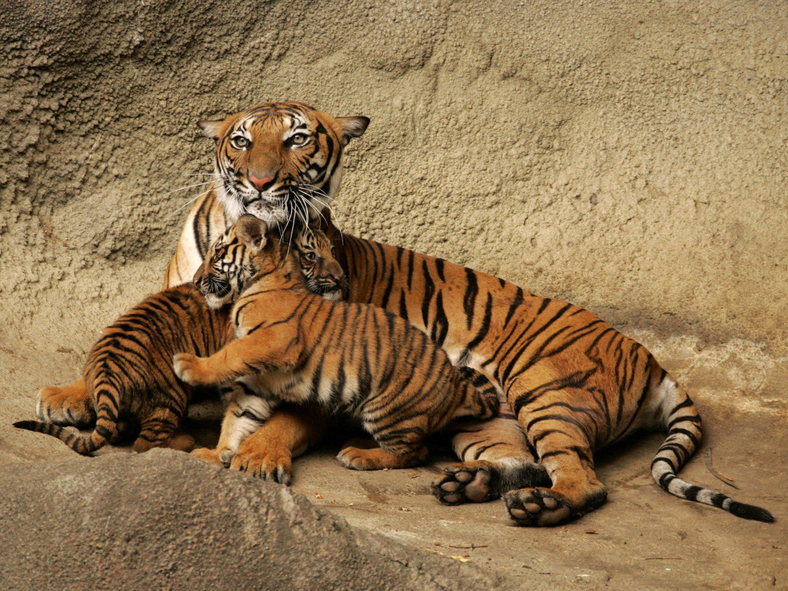 tiger tiger familie