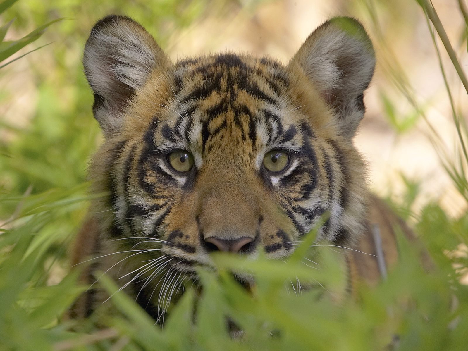 gatti selvatici tigre predatore