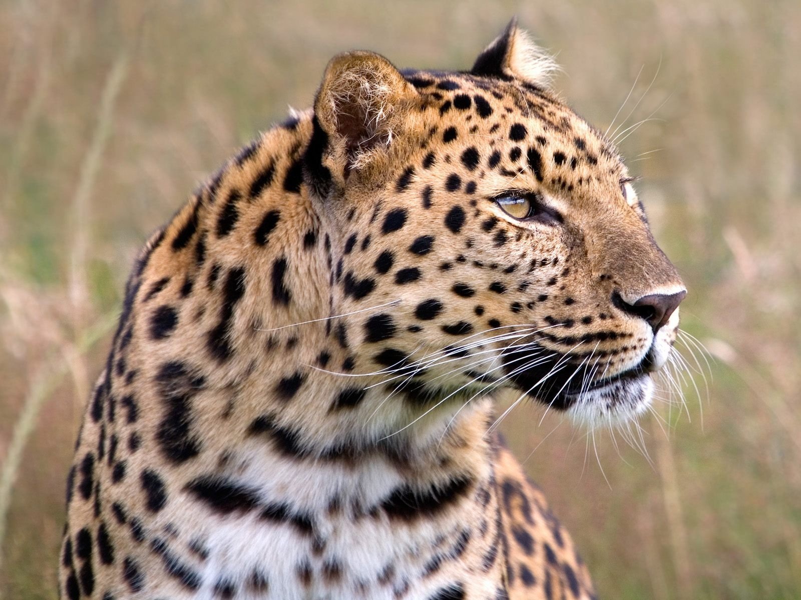 leopard grass view