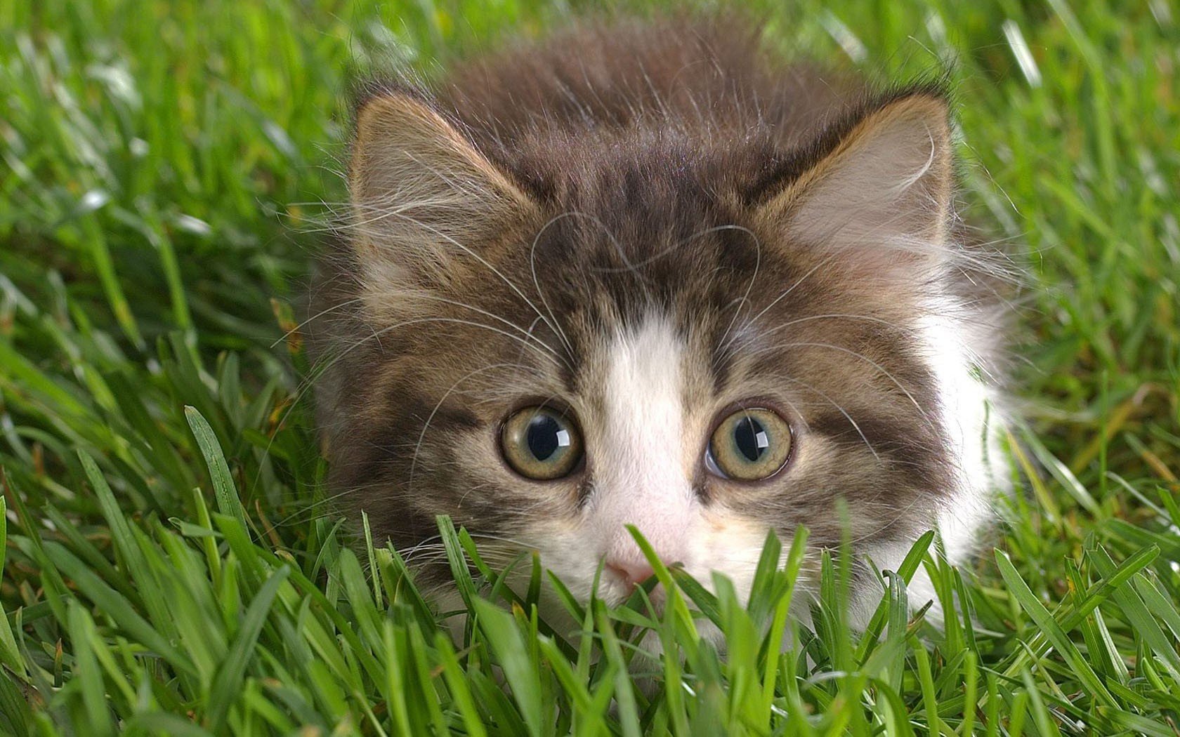 chaton herbe regard yeux