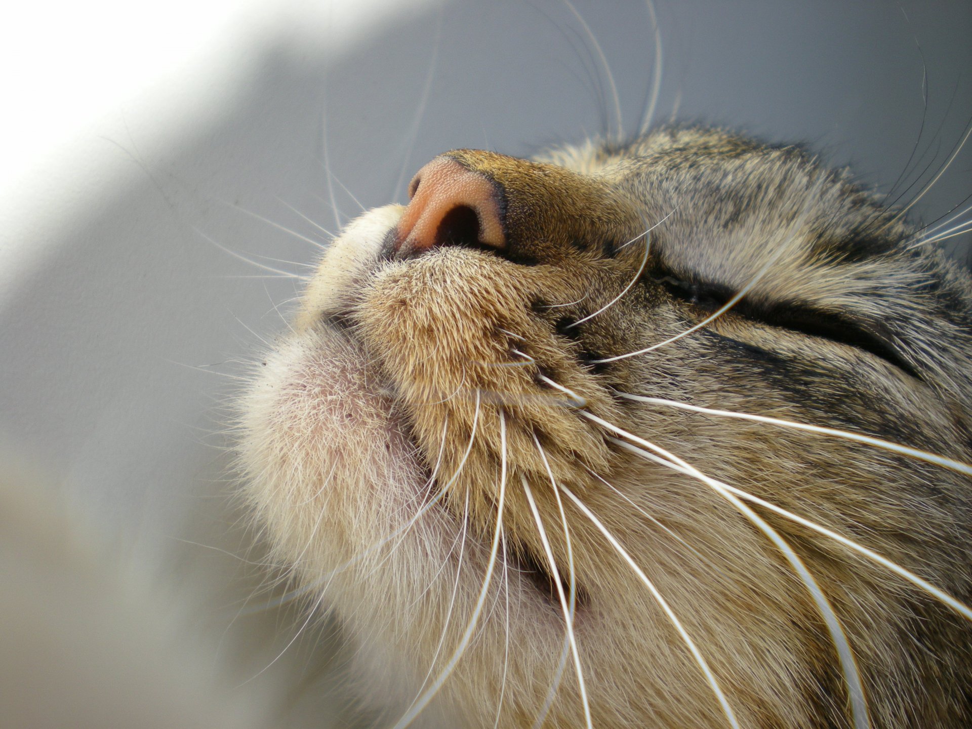 chat moustache museau