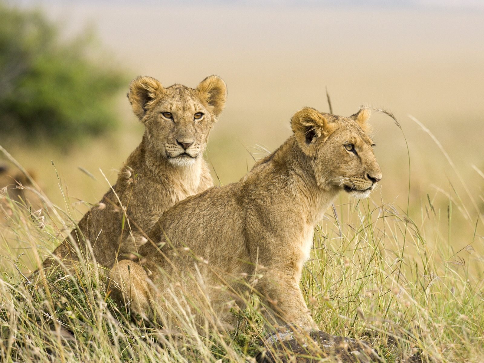 leones leones león sabana