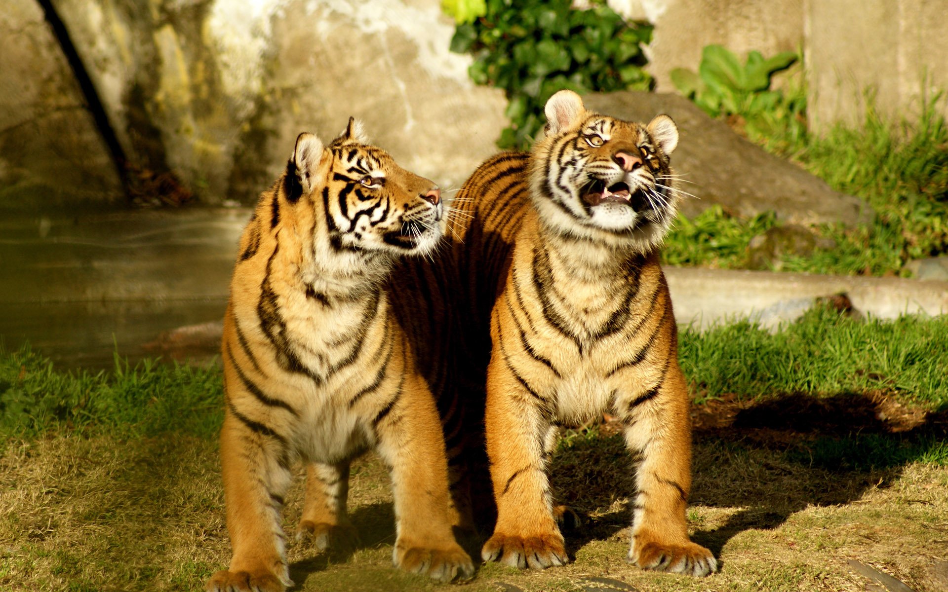 tigres naturaleza dúo