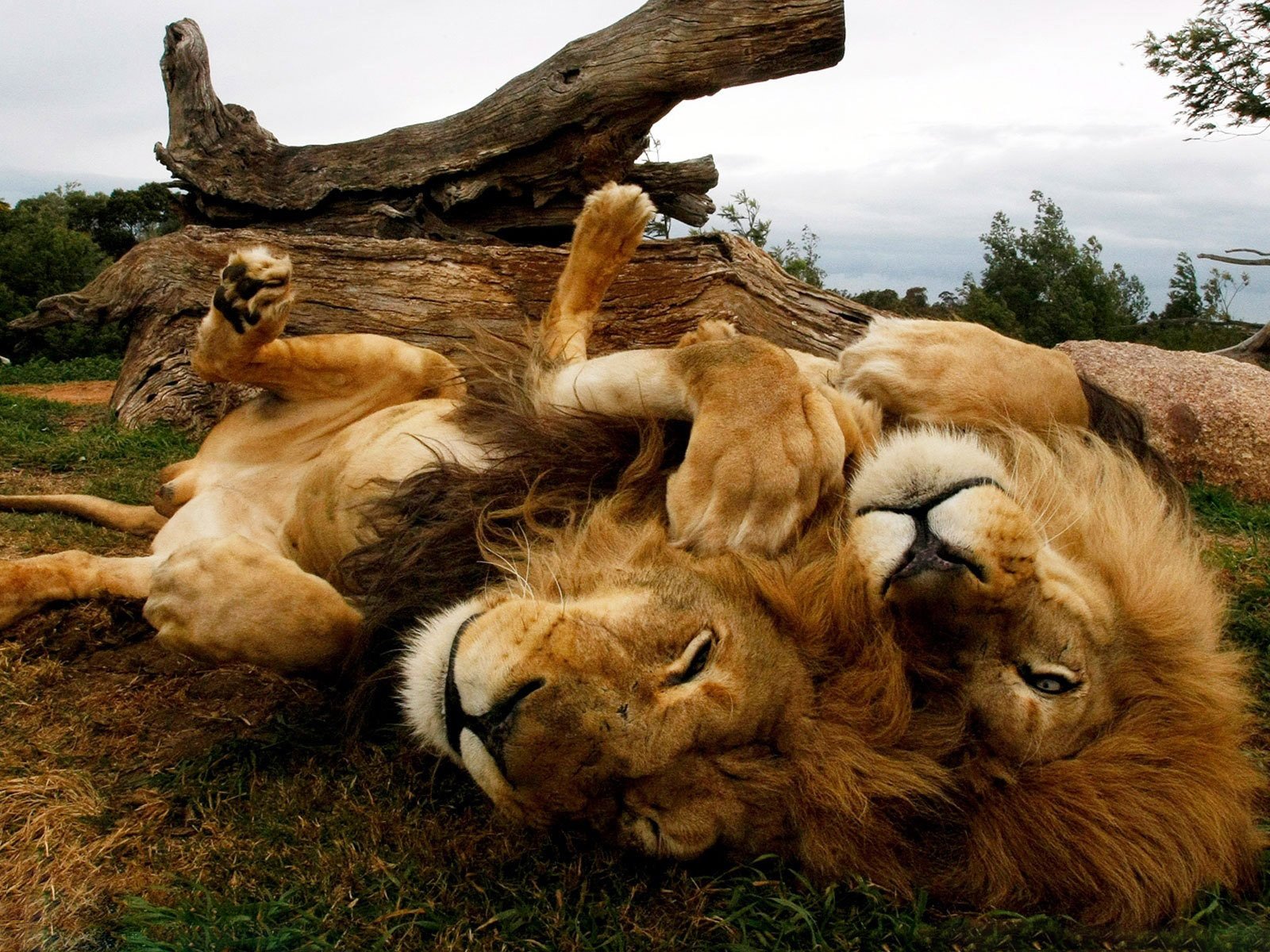 lions savannah lazy