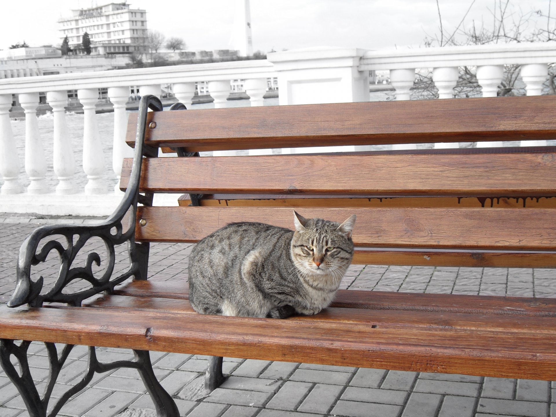 cat cat bench sea