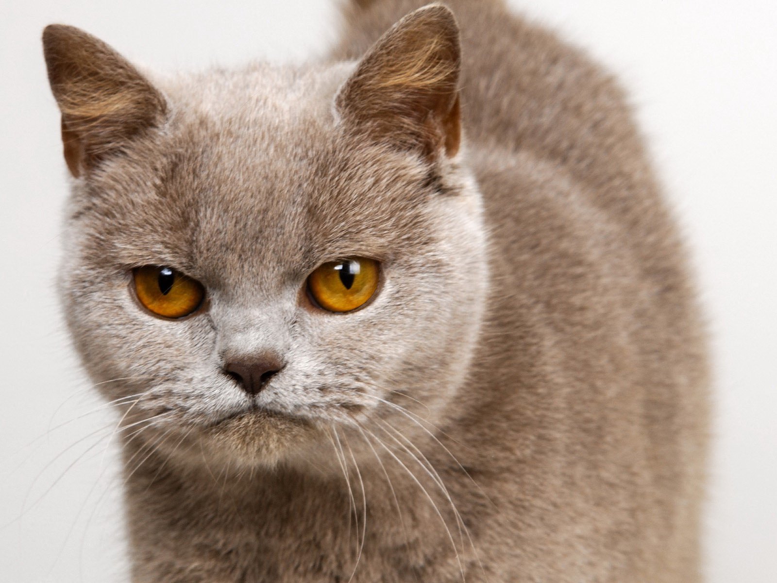 katze unzufriedenheit blick