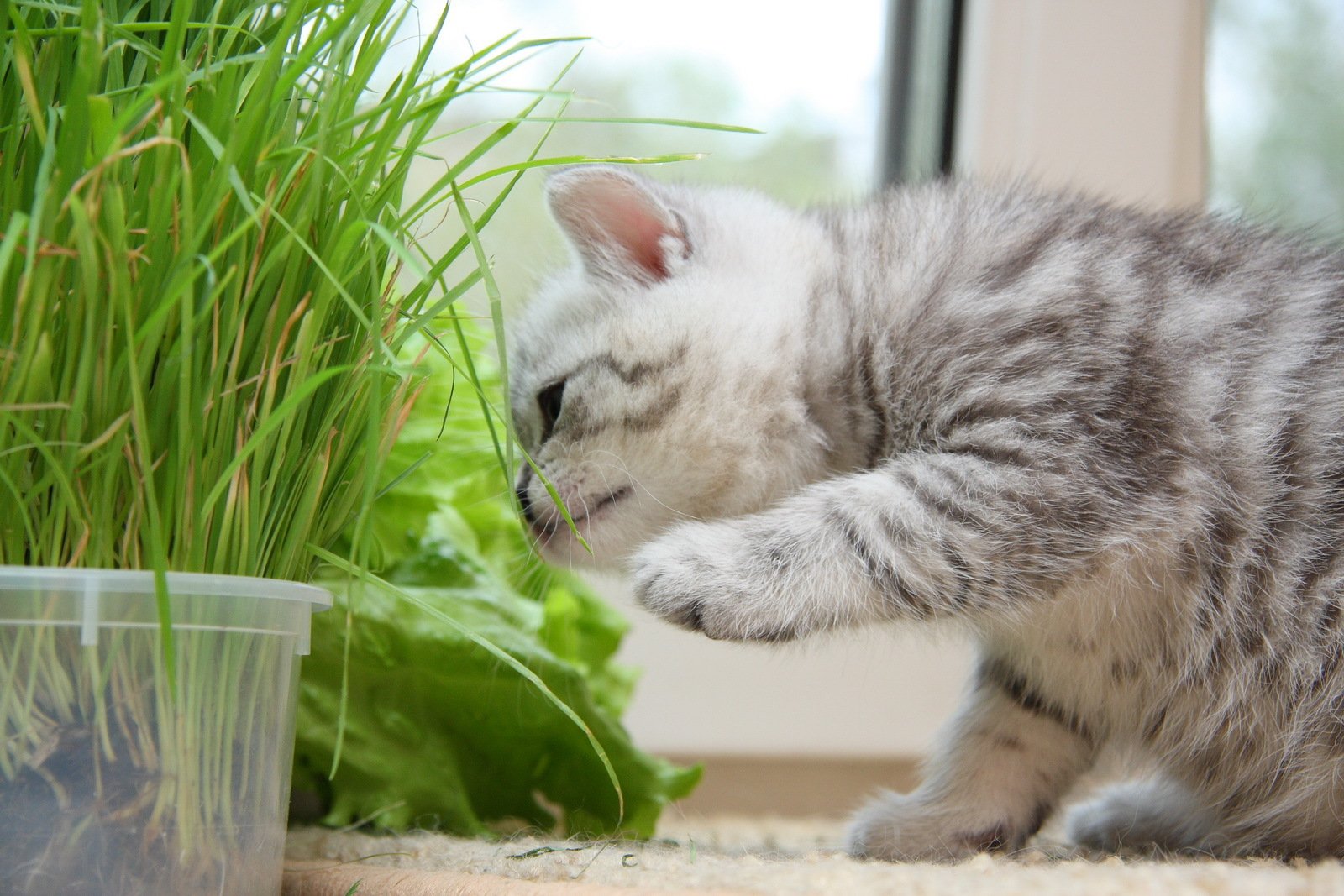 gattino gatto carino