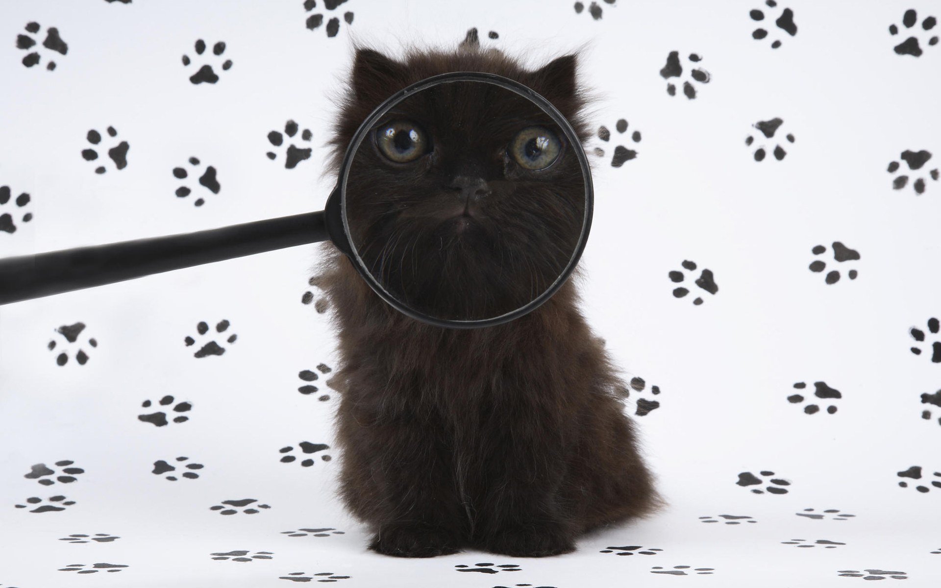 kitten humor magnifier trace