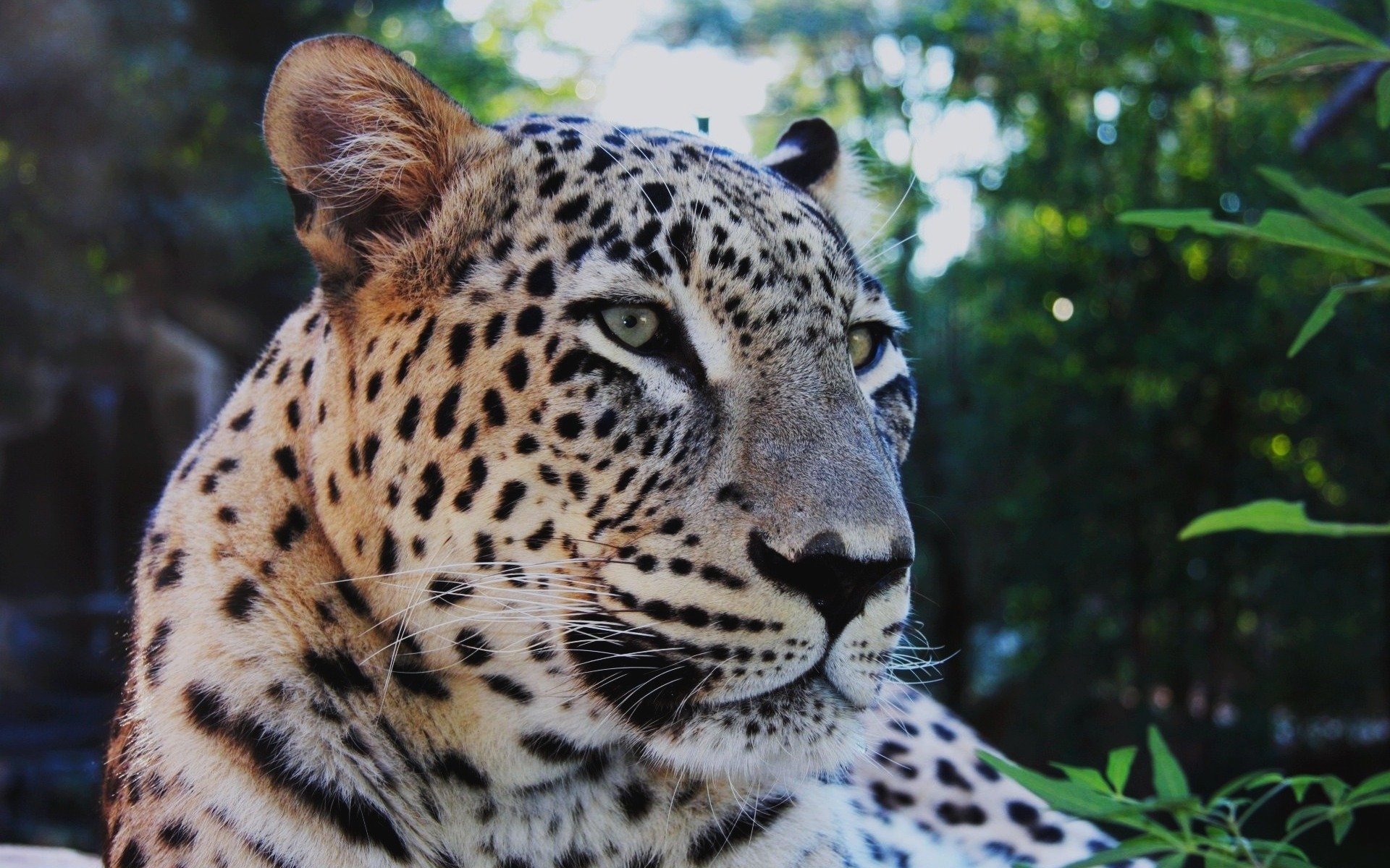 leopard mustache thoughtful