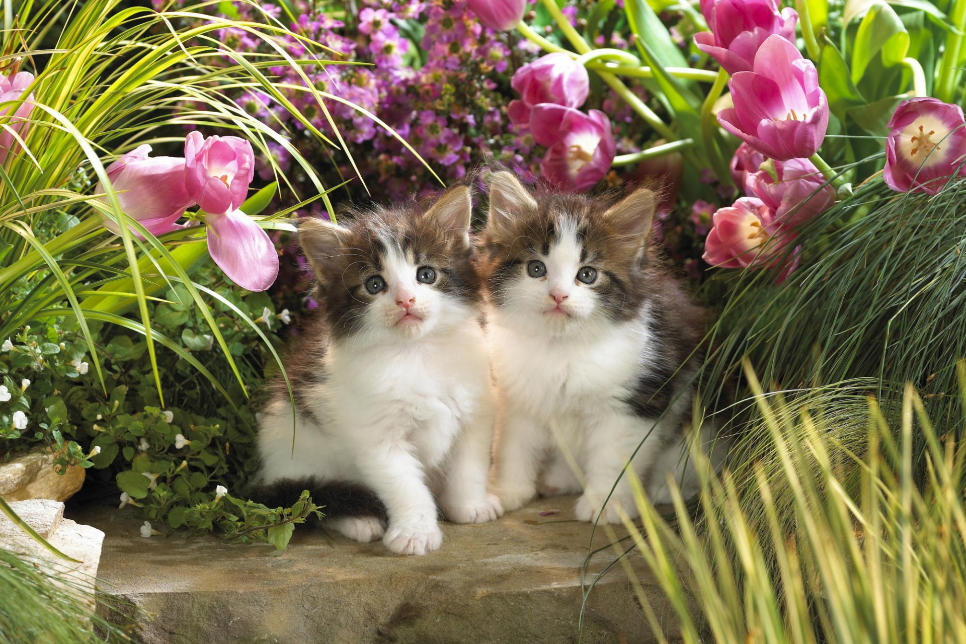 chatons chats animaux fleurs tulipes verdure tout-petits