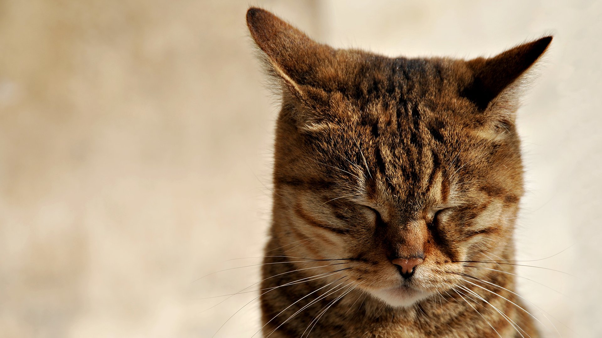 katze geklemmt ohren