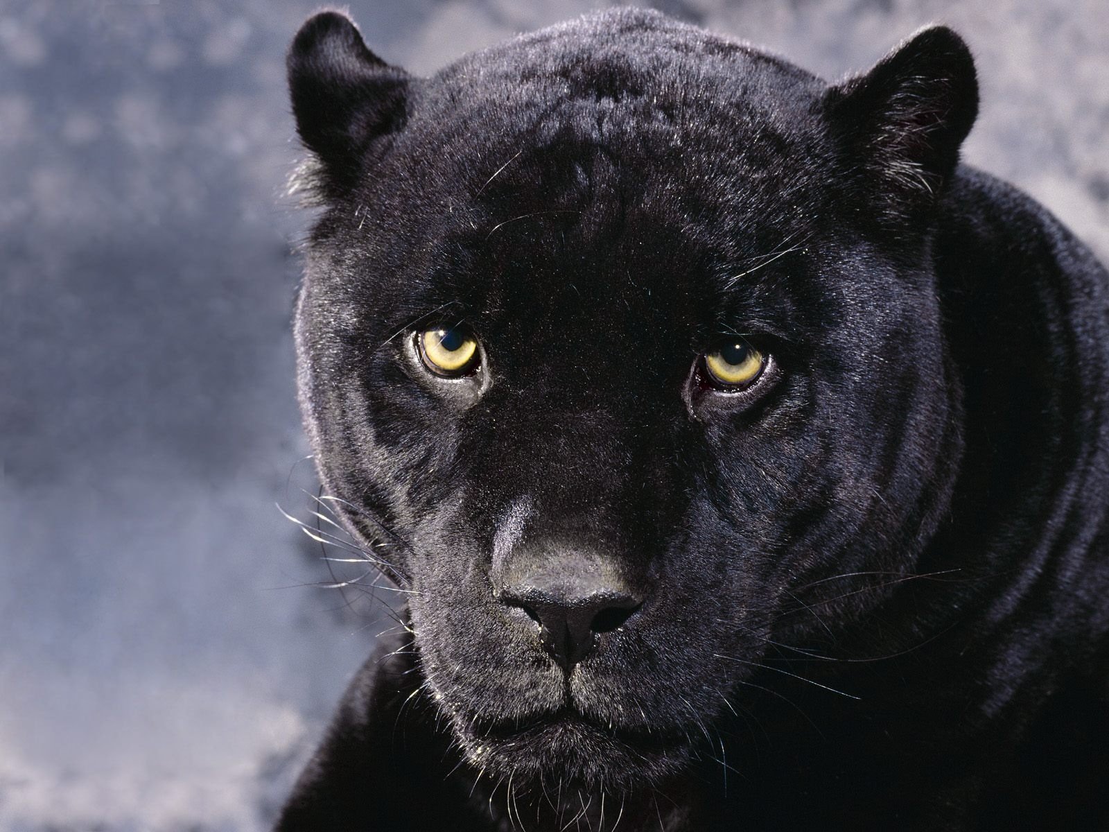 panther cat predator bagheera