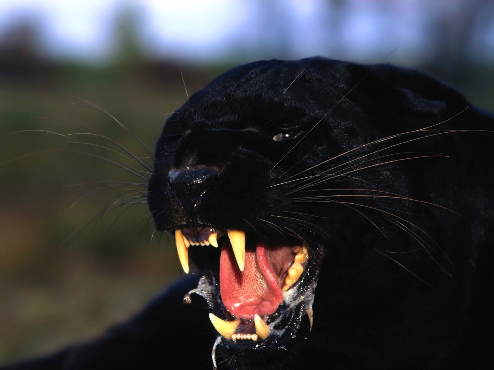 the jaw predator panther