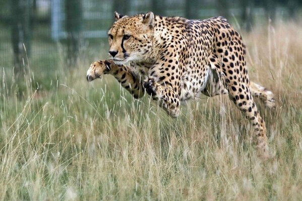 Cheetah predator jumping on the field