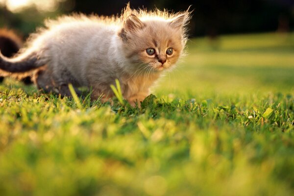 Piccolo gattino bianco nell erba in estate