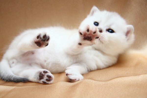 Chaton blanc avec des yeux bleus joue