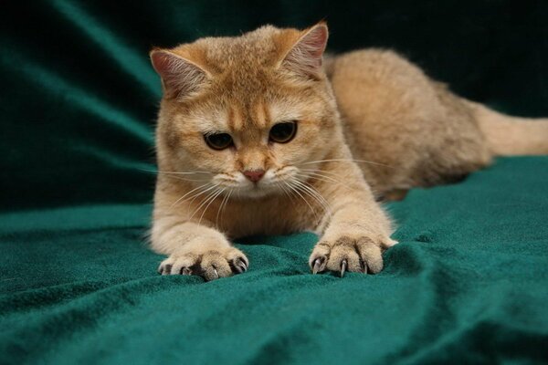 Gato rojo en una colcha verde oscuro. Patas con garras liberadas