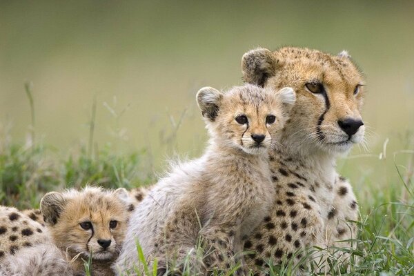 Piccoli gattini sotto la protezione della mamma