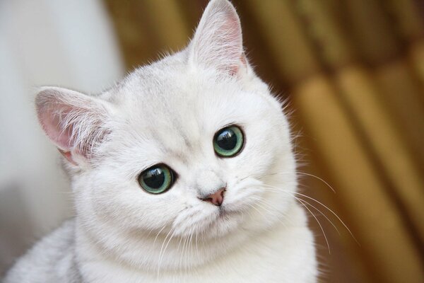 White cat with green eyes