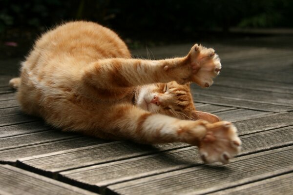 Ginger tabby gatto è dolcemente allungato