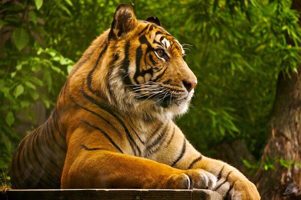 Depredador de vacaciones. Tigre contra un árbol