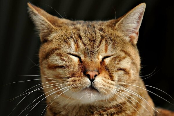 Striped ginger cat with closed eyes