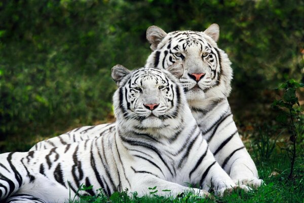 Bengal tigers lie on the grass