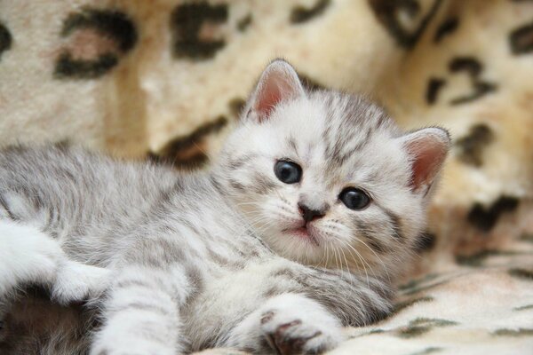 Un pequeño gatito rayado yace en una colcha