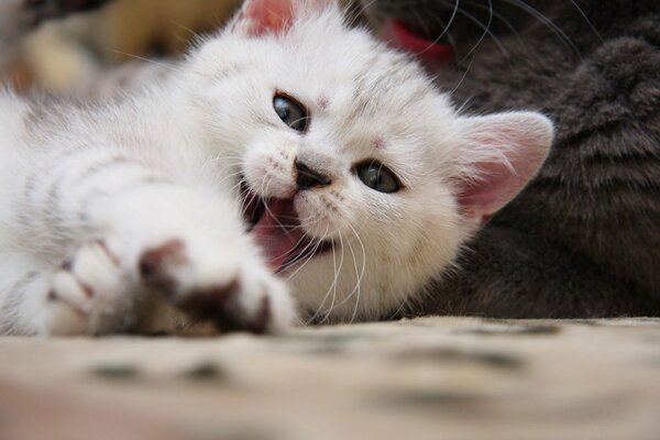 Bonito gato blanco bosteza