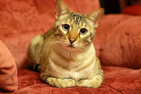 The cat on the couch looks at the camera