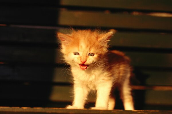 Piccolo gattino dai Capelli rossi in allerta