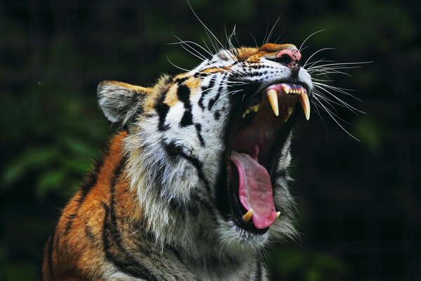 Das Siegergebrüll des großen Amur-Tigers