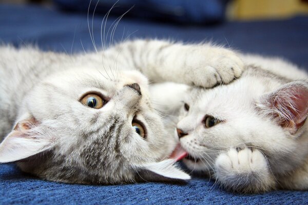 Fond d écran jouer chatons blancs gris