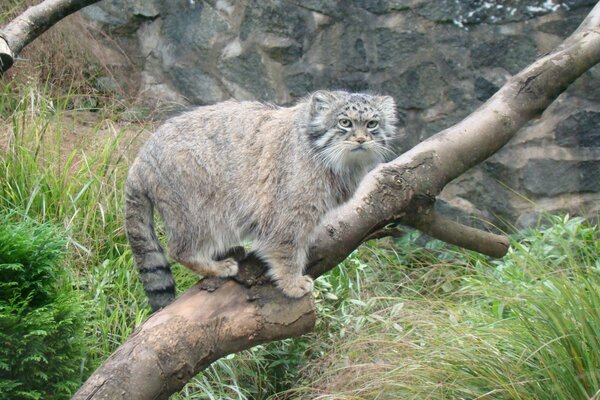 Predatory manul on a tree trunk