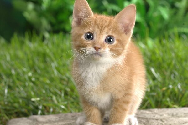 Rote Katze auf Gras Hintergrund