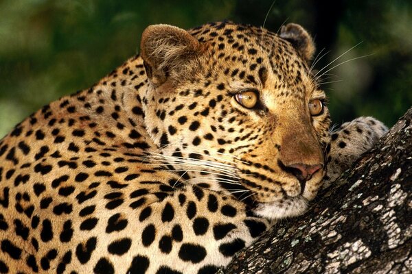 Hordas en un árbol de leopardo manchado