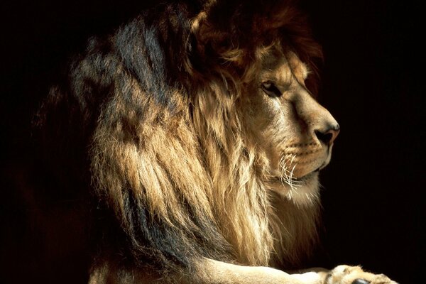 The king of beasts. The Lion in the shadow